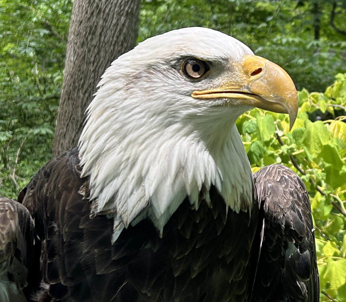 Hatch - Bald Eagle