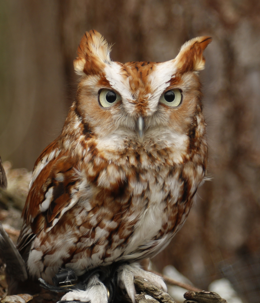 Oakley - Eastern Screech Owl