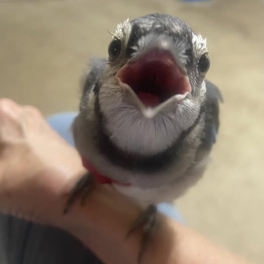 Weeble - Blue Jay