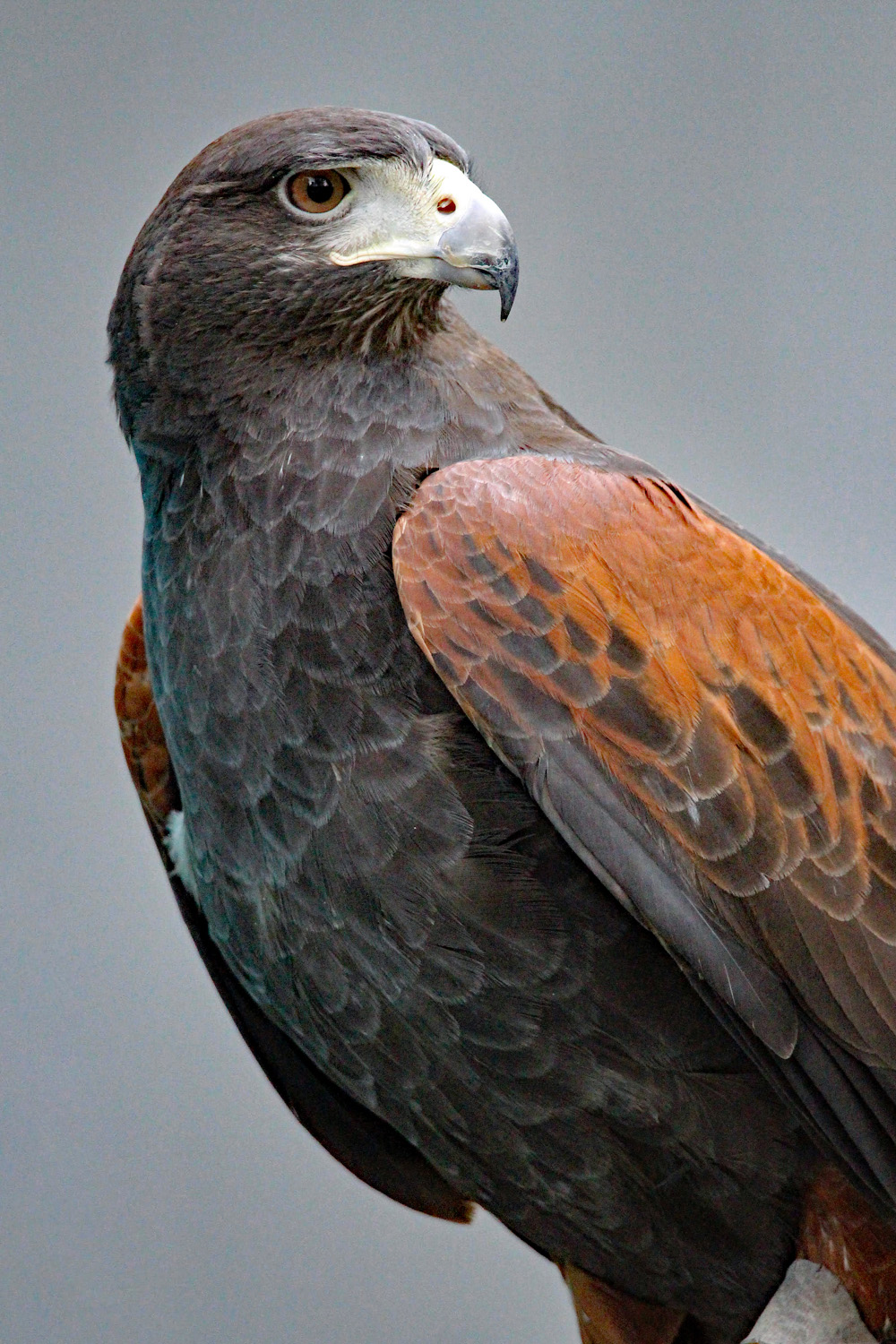 Aspen, Horizon Wings' harris hawk.